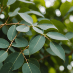 pag-image-68b2bd413d32d