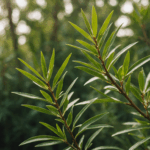 pag-image-68b2be84f2d9b