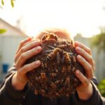 Piège frelon asiatique maison : efficace ou risqué ?